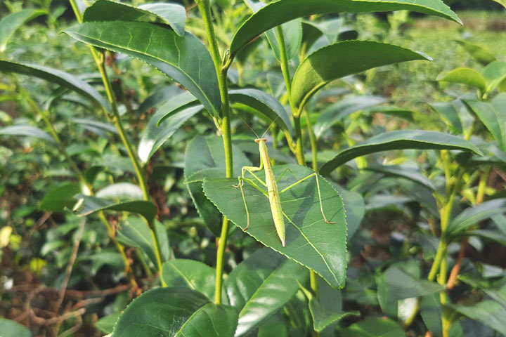 茶樹抗旱 敗部復活--禾合桂林生態農場